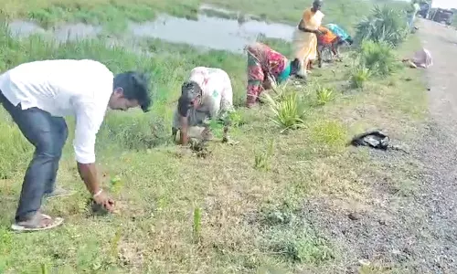 பழவேற்காடு அருகே சாலையோரத்தில் 10 ஆயிரம் மரக்கன்றுகள்