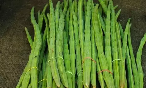 முருங்கைக்காய் விலை அதிரடி உயர்வு