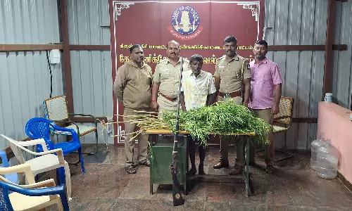 கஞ்சா செடி-நாட்டு துப்பாக்கியை மறைந்து வைத்து இருந்தவர் கைது