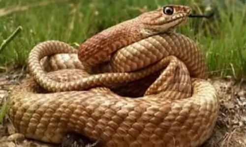 பாம்புகளை விமானத்தில் கடத்தி வந்த பெண்கள்