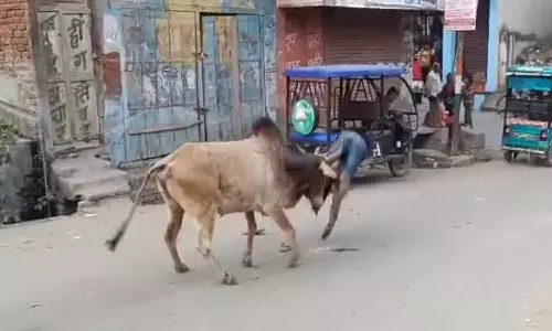 உத்தரபிரதேசத்தில் மாடு முட்டி 15 பேர் காயம்