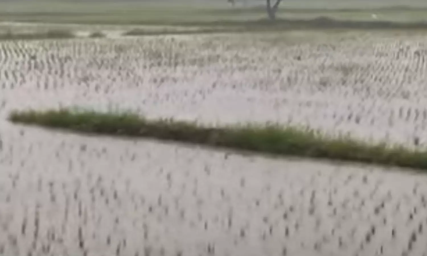 தஞ்சாவூர் மாவட்டம் கும்பகோணத்தில் பரவலாக மழை... ... தாமதமாகும் புயல் - மணிக்கு 3 கி.மீ. வேகத்தில் நகர்கிறது.. லைவ் அப்டேட்ஸ் தஞ்சாவூர் மாவட்டம் கும்பகோணத்தில் பரவலாக மழை... ... தாமதமாகும் புயல் - மணிக்கு 3 கி.மீ. வேகத்தில் நகர்கிறது.. லைவ் அப்டேட்ஸ்