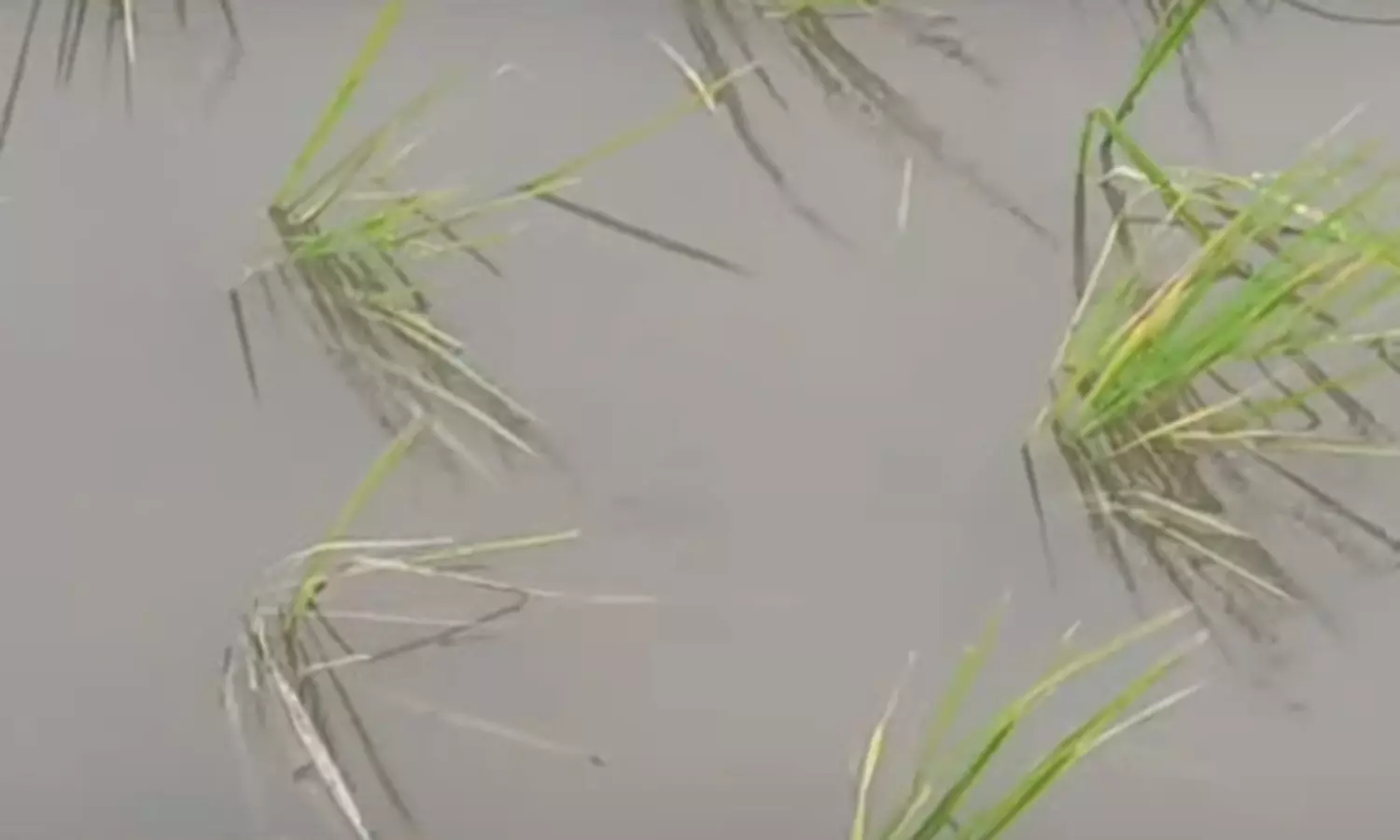 தஞ்சை மாவட்டத்தில் கடந்த 2 நாட்களாக பெய்து வரும்... ... தாமதமாகும் புயல் - மணிக்கு 3 கி.மீ. வேகத்தில் நகர்கிறது.. லைவ் அப்டேட்ஸ்