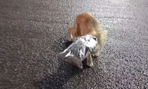 உணவு அருந்திவிட்டு தூக்கி வீசிய பிளாஸ்டிக் கவரில் தலையை விட்டு திண்டாடிய பூனை