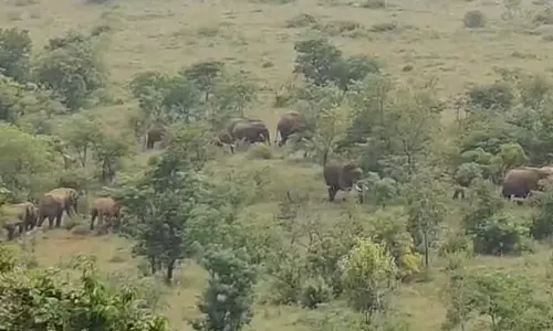 தாளவாடி வனப்பகுதியில் முகாமிட்டுள்ள 40 காட்டு யானைகள் கூட்டம்