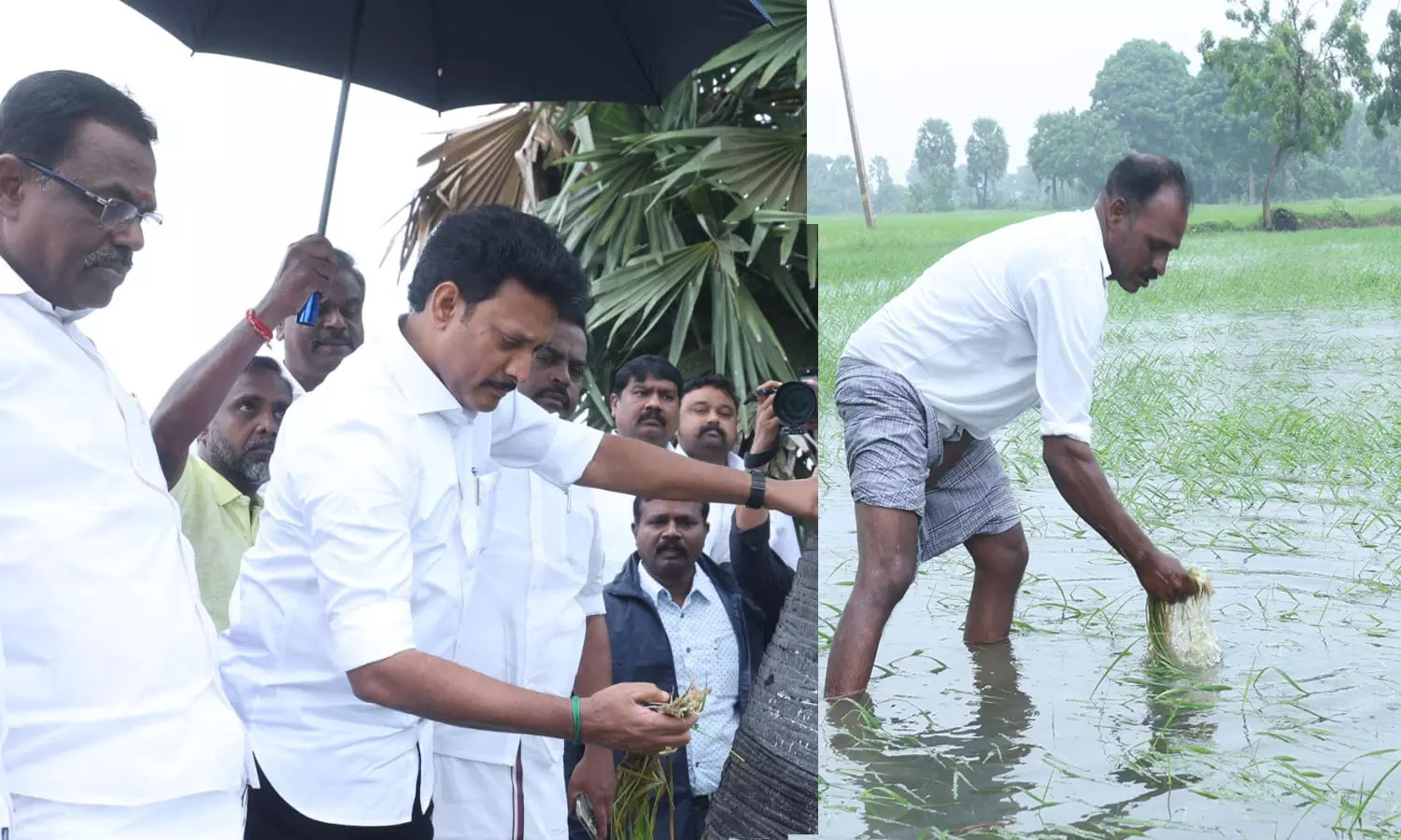 மழைநீரில் நெற்பயிர்கள்- அமைச்சர் அன்பில் மகேஷ் ஆய்வு