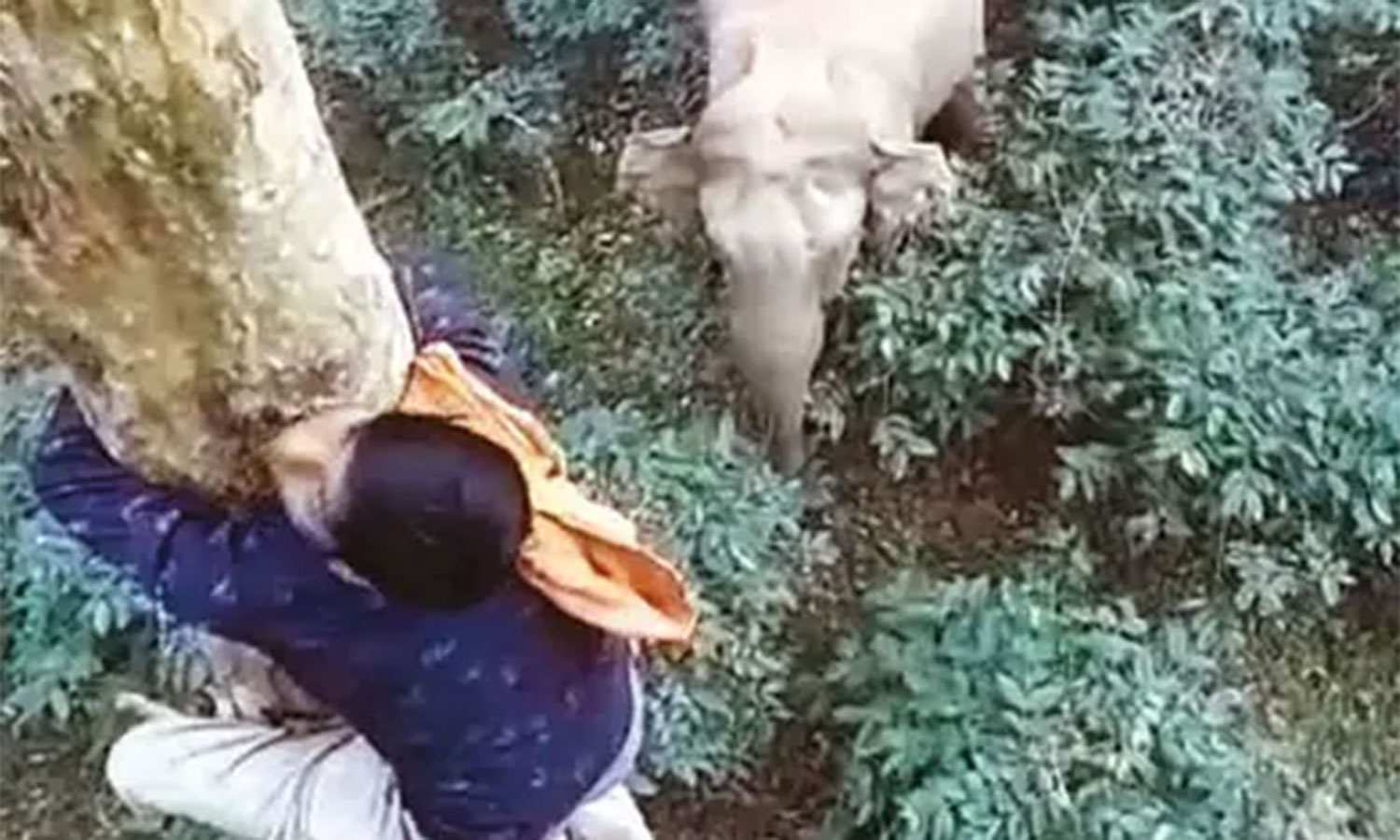 யானையிடம் இருந்து தப்பிக்க மரத்தில் ஏறிய தொழிலாளி