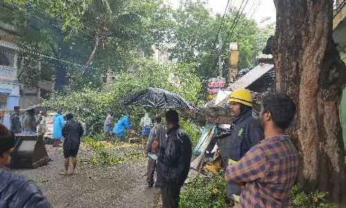 தருமபுரி, கிருஷ்ணகிரியில் கனமழை: மரம் சரிந்து விழுந்து மின்விநியோகம் ரத்து