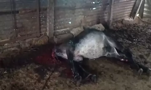 ஓசூர் அருகே கர்ப்பமான பெண் கழுதையின் தலையை வெட்டிய மர்ம நபர்கள்: நரபலியா?