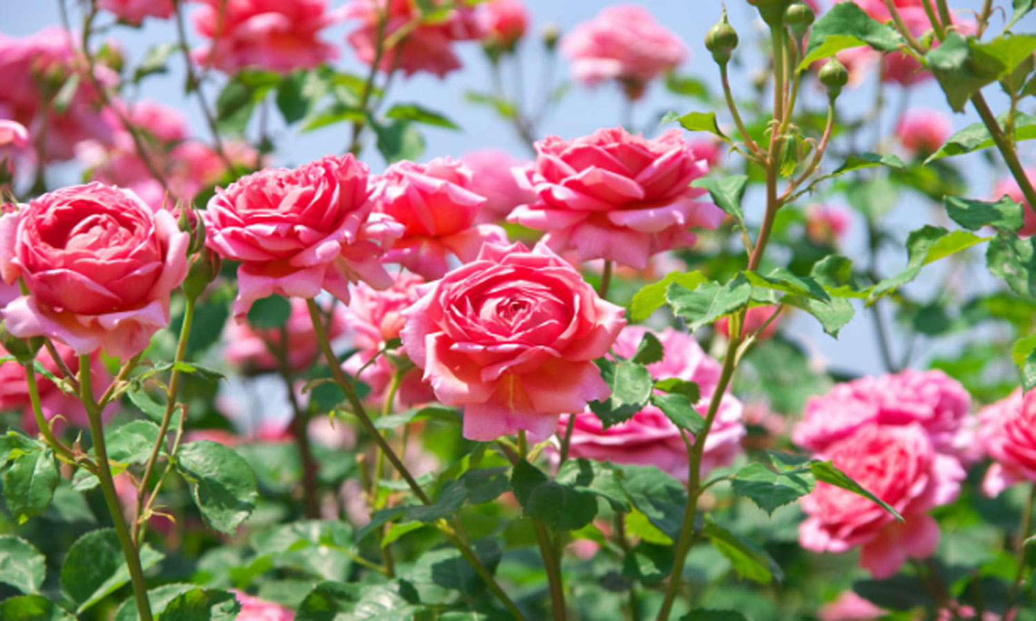 ஊட்டி அருகே கர்நாடக அரசு பூங்காவில் குளிர்கால மலர் கண்காட்சி