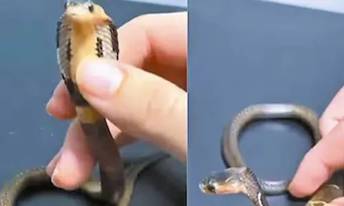 சீறி பாயும் குட்டி ராஜநாகத்தை ஆசுவாசப்படுத்தும் நபர்- வீடியோ வைரல்