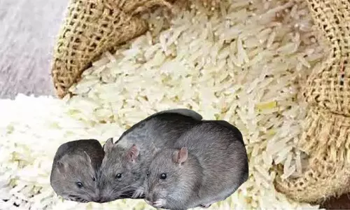 5½ டன் ரேஷன் அரிசியை தின்று ஏப்பமிட்ட எலிகள்- அதிகாரிகள் அதிர்ச்சி