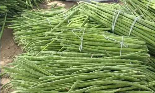 முருங்கைக்காய் கிலோ ரூ.500 வரை விற்பனை