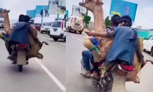 மோட்டார் சைக்கிளில் ஒட்டகத்தை ஏற்றி சென்ற வாலிபர்கள்- வீடியோ