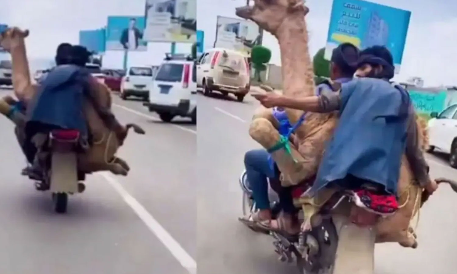 மோட்டார் சைக்கிளில் ஒட்டகத்தை ஏற்றி சென்ற வாலிபர்கள்- வீடியோ