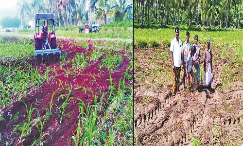 கடன் பிரச்சனையில் 2½ ஏக்கர் மக்காச்சோளப்பயிரை டிராக்டர் விட்டு அழித்த அவலம்- போலீசில் விவசாயி பரபரப்பு புகார்