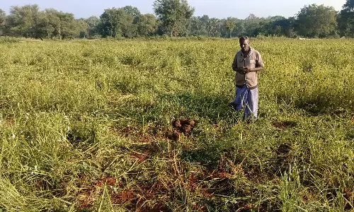 ராகி தோட்டத்துக்குள் புகுந்து பயிர்களை சேதப்படுத்திய யானை கூட்டங்கள்- நஷ்ட ஈடு வழங்க விவசாயிகள் கோரிக்கை