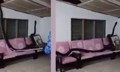 கூரை வழியாக வீட்டிற்குள் விழுந்த 80 கிலோ மலைப்பாம்பு- வீடியோ