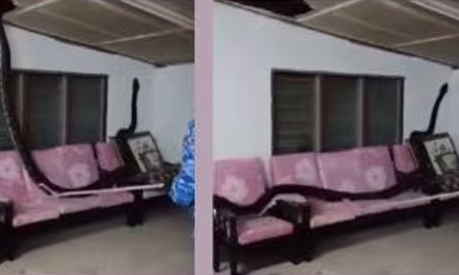 கூரை வழியாக வீட்டிற்குள் விழுந்த 80 கிலோ மலைப்பாம்பு- வீடியோ