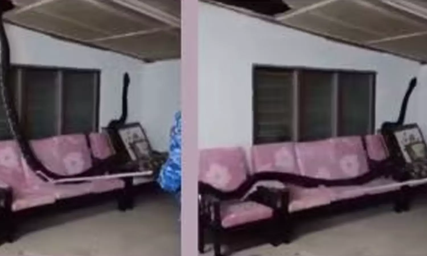 கூரை வழியாக வீட்டிற்குள் விழுந்த 80 கிலோ மலைப்பாம்பு- வீடியோ