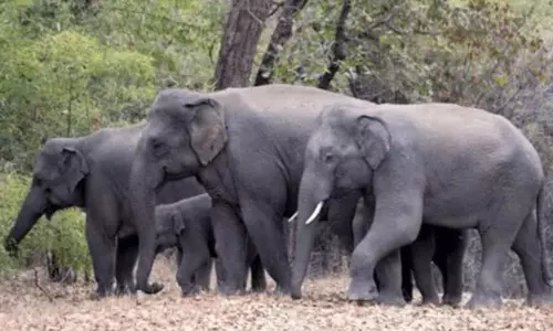 11 ஆண்டுகளில் 857 யானைகள் இறப்பு: ஒடிசா மந்திரி தகவல்