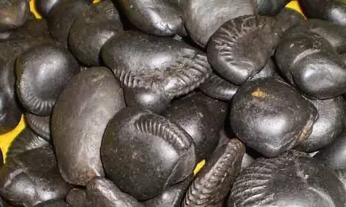 சாளக்கிராமம் என்றால் என்ன?