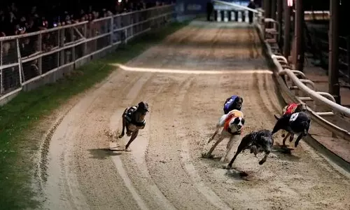 நியூசிலாந்தில் வேட்டை நாய் பந்தயத்துக்கு தடை