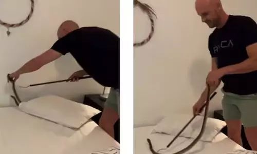 தலையணைக்கு அடியில் பதுங்கி இருந்த நாகப்பாம்பு- வீடியோ