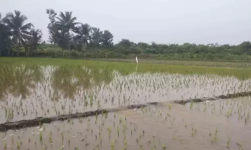 டெல்டா மாவட்டங்களில் விடிய விடிய வெளுத்து வாங்கிய கனமழை: பயிர்கள் மீண்டும் மூழ்கும் அபாயம்