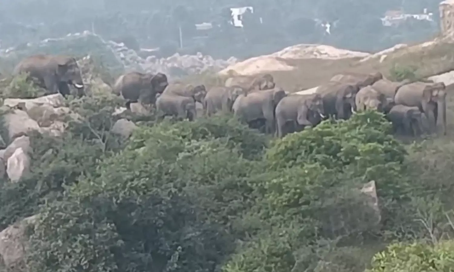 ஓசூர் அருகே அட்டகாசம் செய்து வரும் 32 யானைகள் விரட்டும் பணியில் வனத்துறையினர் தீவிரம் ஓசூர் அருகே அட்டகாசம் செய்து வரும் 32 யானைகள் விரட்டும் பணியில் வனத்துறையினர் தீவிரம்