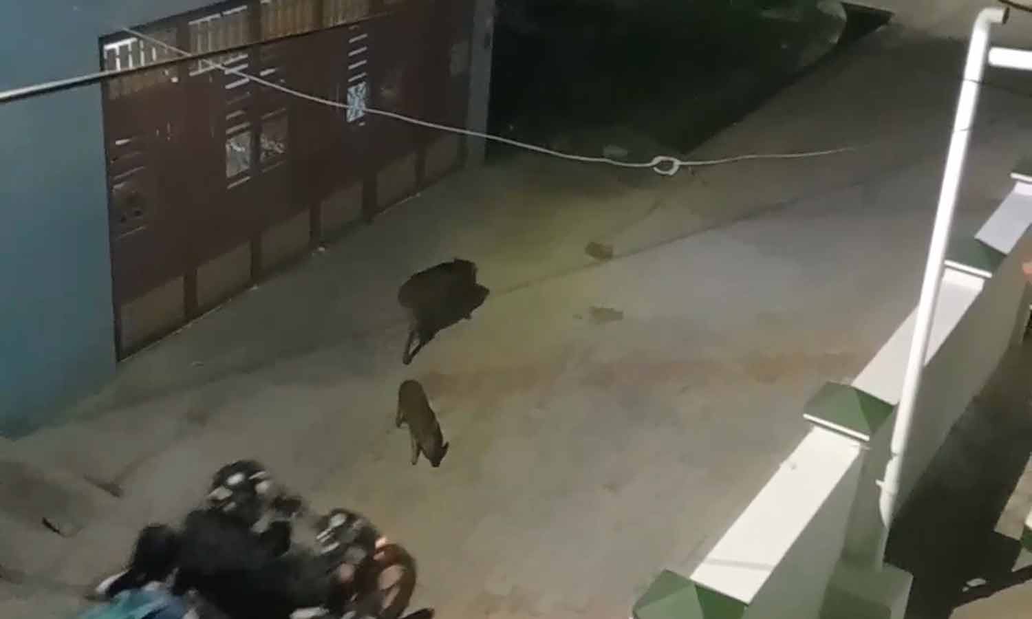 குடியிருப்பு பகுதிகளில் இரவு நேரங்களில் உலா வரும் காட்டுப்பன்றிகள்- பொதுமக்கள் அச்சம்