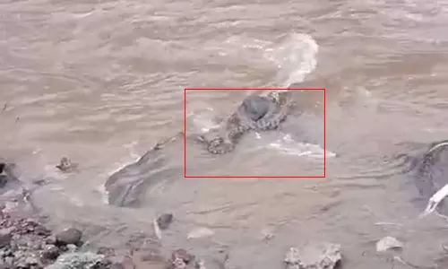 வரட்டாற்றில் வெள்ளப்பெருக்கில் அடித்து வரப்பட்ட மலைப்பாம்பு- பொதுமக்கள் அச்சம்