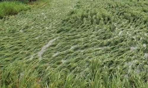 புதுச்சேரி பகுதியில் தொடர் மழையால் பல ஏக்கர் நெற்பயிர்கள் அழுகி வீணாகும் அவலம்