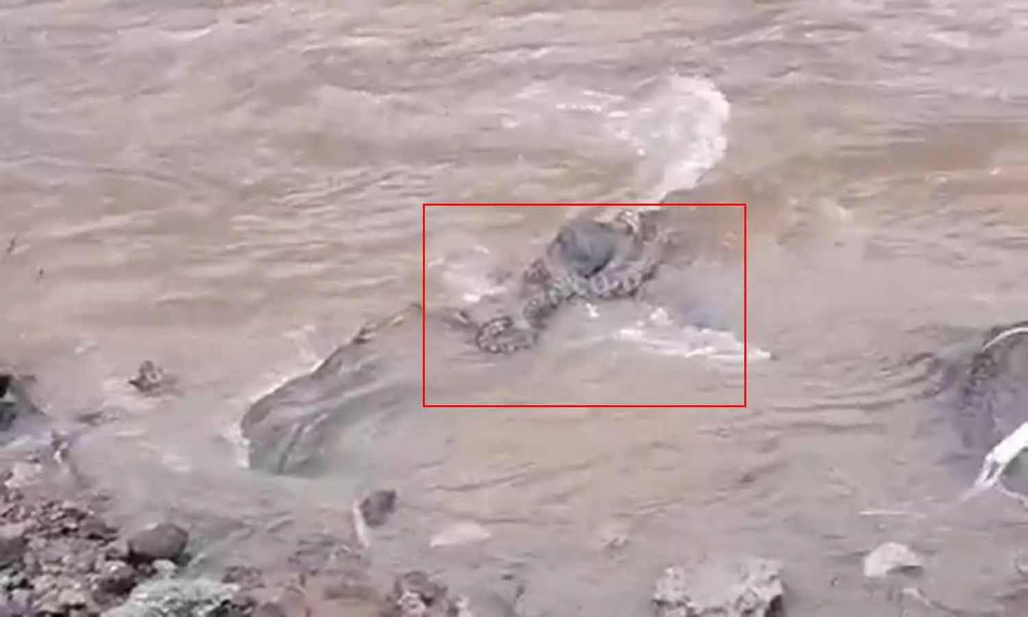 வரட்டாற்றில் வெள்ளப்பெருக்கில் அடித்து வரப்பட்ட மலைப்பாம்பு- பொதுமக்கள் அச்சம்