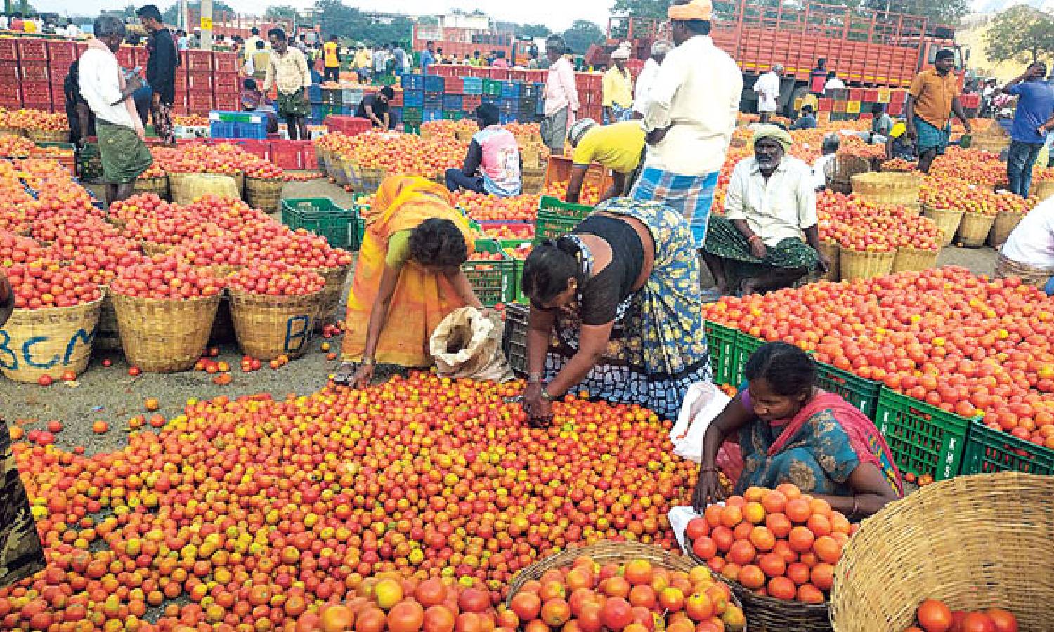 ஆந்திராவில் தக்காளிகளை தரையில் கொட்டி விவசாயிகள் மறியல்