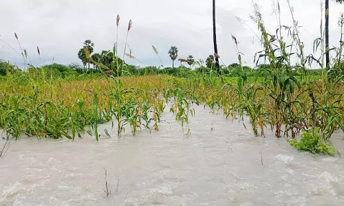சிவகங்கை, ராமநாதபுரம் மாவட்டங்களில் தொடரும் மழை- பல ஏக்கர் விவசாய நிலங்கள் நீரில் மூழ்கின