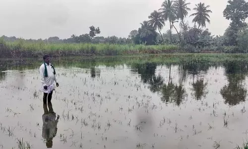 தஞ்சை மாவட்டத்தில் தொடர் மழையால் 15 ஆயிரம் ஏக்கரில் பயிர்கள் மூழ்கின