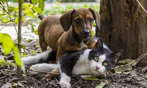 நாய், பூனை கடிக்கு அலட்சியம் காட்டிய வாலிபர் பலி