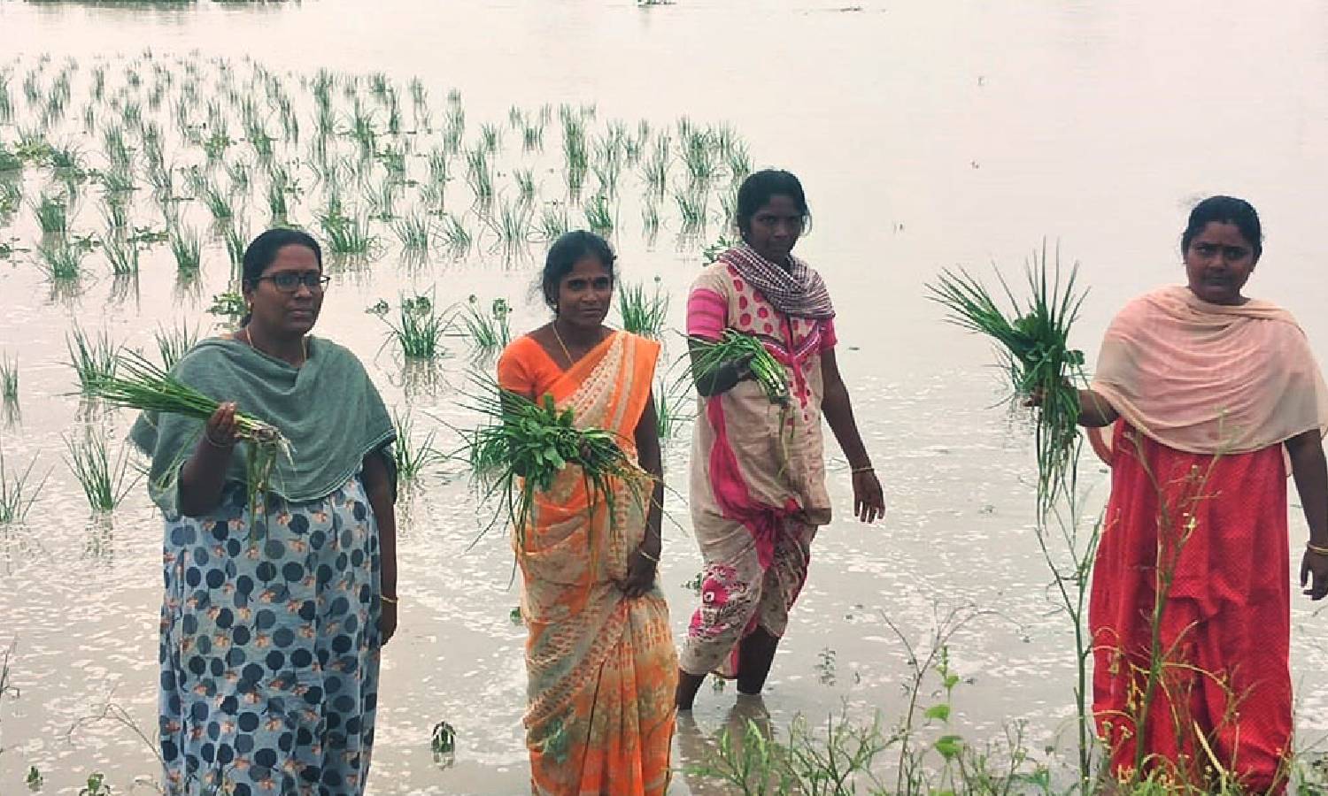 சாயல்குடி அருகே காட்டாற்று வெள்ளத்தில் 2000 ஏக்கர் பயிர்கள் சேதம்: கலெக்டர் நேரில் ஆய்வு