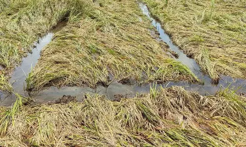 வடகிழக்கு பருவமழையால் தமிழகத்தில் 6 லட்சம் ஹெக்டேர் பயிர்கள் சேதம்