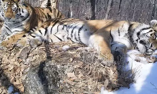 காதலியை தேடி 200 கிலோ மீட்டர் தூரம் பயணம் செய்த புலி