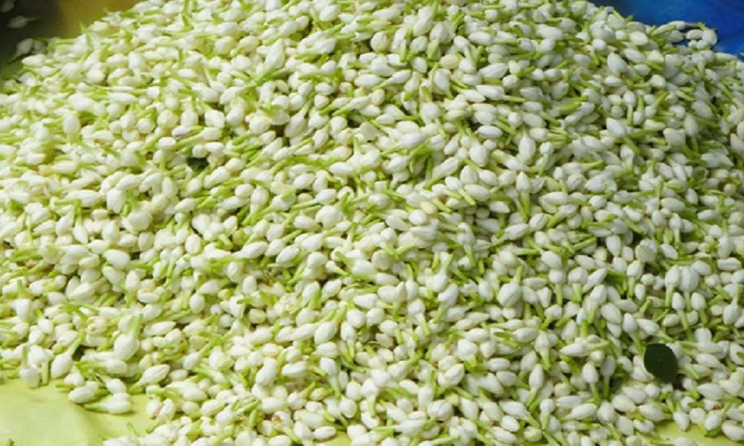 பூக்கள் விலை கடும் உயர்வு- மல்லி கிலோ ரூ.2500-க்கு விற்பனை