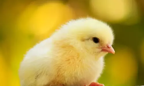 மூட நம்பிக்கையால் பறிபோன உயிர்.. பிரேத பரிசோதனையில் ஷாக்.. உயிருடன் வந்த கோழிக்குஞ்சு