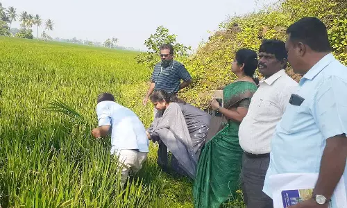மீஞ்சூர்-பொன்னேரி பகுதியில் பலத்த மழையால் 1000 ஏக்கர் பயிர்கள் பாதிப்பு- அதிகாரிகள் ஆய்வு
