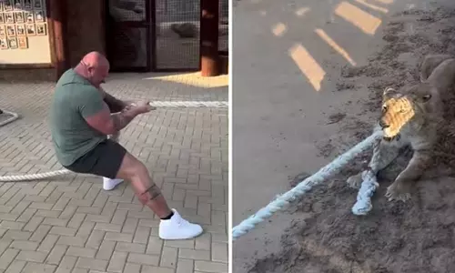 கயிறு இழுக்கும் போட்டியில் சிங்கத்துடன் மல்லுக்கட்டிய பாடிபில்டர்- வீடியோ