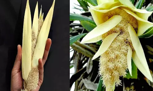 தாழம்பூவின் சிறப்புகள்