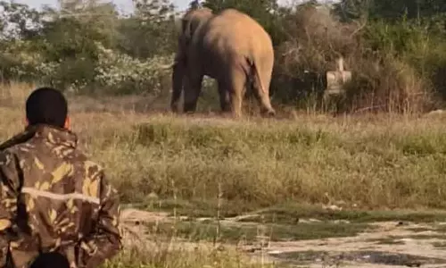 தேன்கனிக்கோட்டை பகுதியில் இடம்பெயர்ந்த ஒற்றை யானை