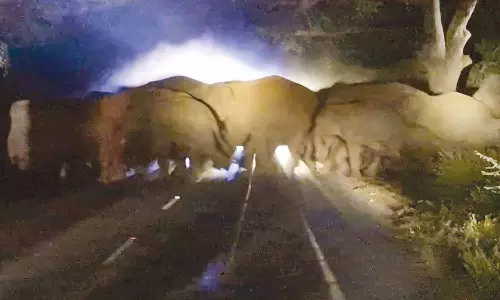 தாவரகரை வனப்பகுதியில் 20 யானைகள் முகாம்- விவசாயிகள் அச்சம்