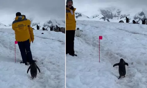 காதலர்களை தொந்தரவு செய்ய தயங்கிய பென்குயின்- வீடியோ