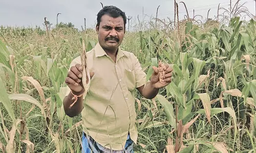 மரபணு மாற்ற விதைகளால் மக்காச்சோள பயிர்கள் பாதிப்பு- இழப்பீடு வழங்க விவசாயிகள் கோரிக்கை